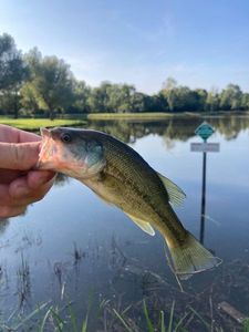 Largemouth Bass