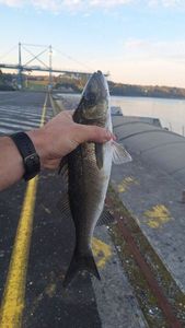 European Bass (Seabass)