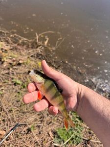 European Perch