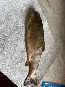 Rainbow Trout