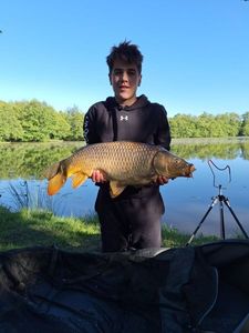 Common Carp