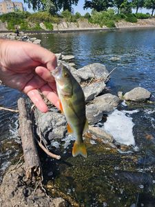 European Perch