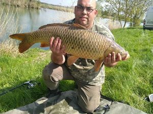 Common Carp