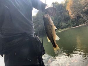 Largemouth Bass