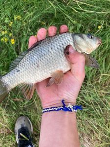 Common Carp