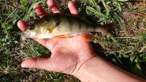 European Perch