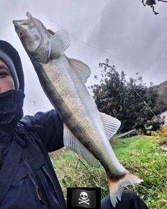 Zander