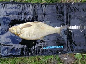 Common Bream