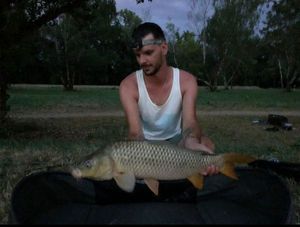 Common Carp