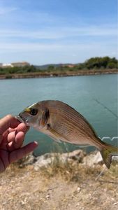 Gilthead Seabream