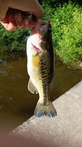 Largemouth Bass