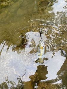Brown Trout
