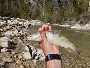 Brown Trout