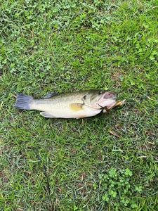 Largemouth Bass