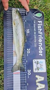 Rainbow Trout