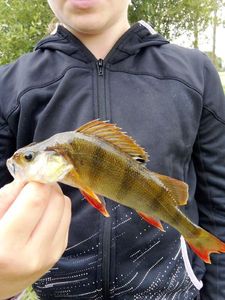 European Perch