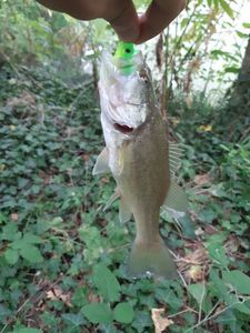 Largemouth Bass