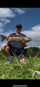 Zander