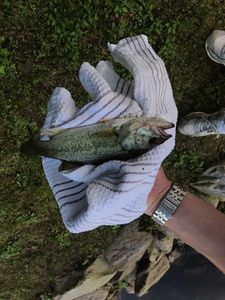 Largemouth Bass