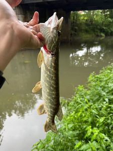 Northern Pike