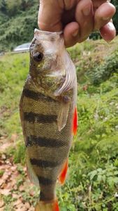 European Perch