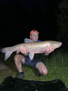 Grass Carp