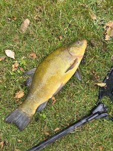 Tench