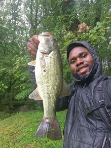Largemouth Bass
