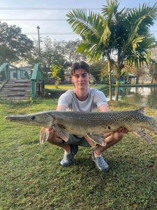 Alligator Gar