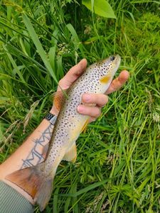 Brown Trout