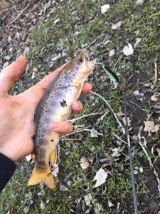 Brown Trout