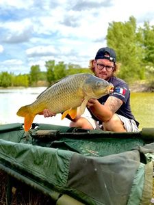 Common Carp