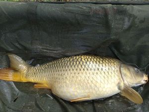 Common Carp