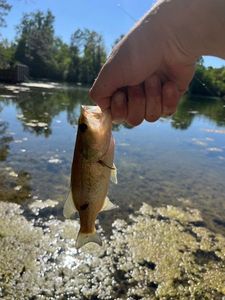 Largemouth Bass