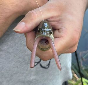 Largemouth Bass