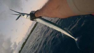 Garfish