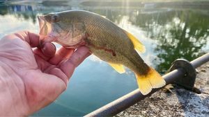 Largemouth Bass
