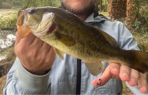 Largemouth Bass