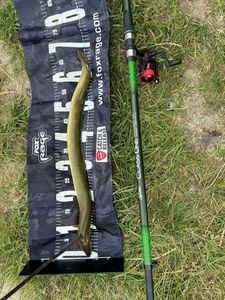 European Eel (Common Eel)