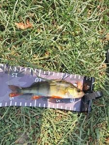 European Perch