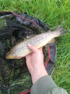 Brown Trout