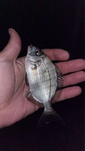 White Seabream