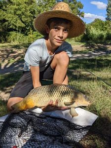 Common Carp