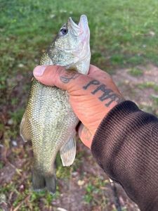 Largemouth Bass
