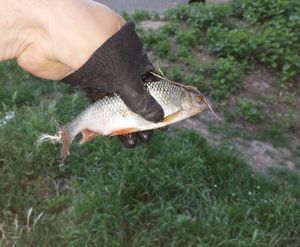 Roach