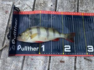European Perch