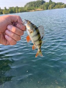 European Perch