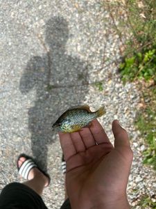 Green Sunfish