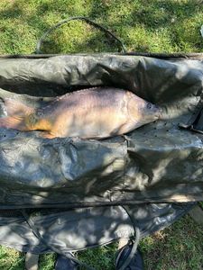 Mirror Carp
