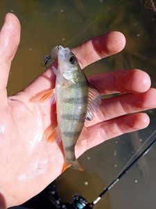 European Perch